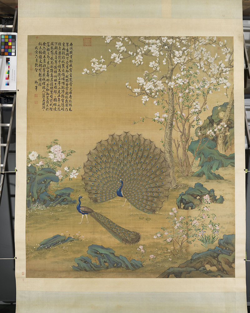 清 郎世宁 孔雀开屏图轴